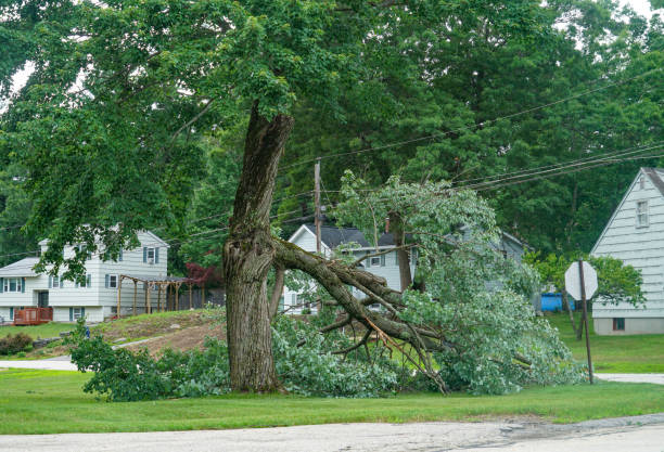 Tree Service Company in Anderson, SC